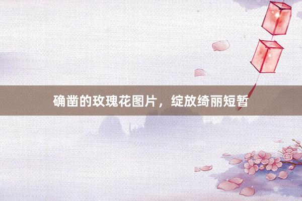确凿的玫瑰花图片，绽放绮丽短暂